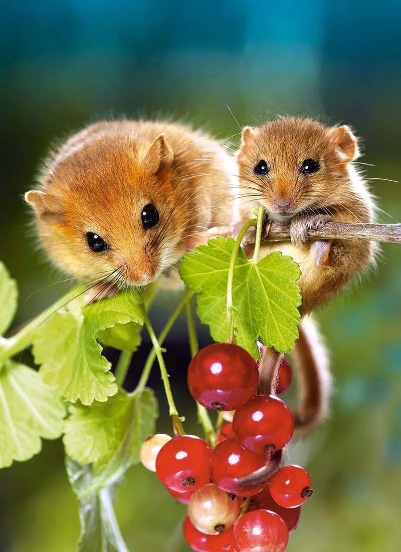 Thêm niềm vui với nhộn hài meme chuột hamster độc đáo.