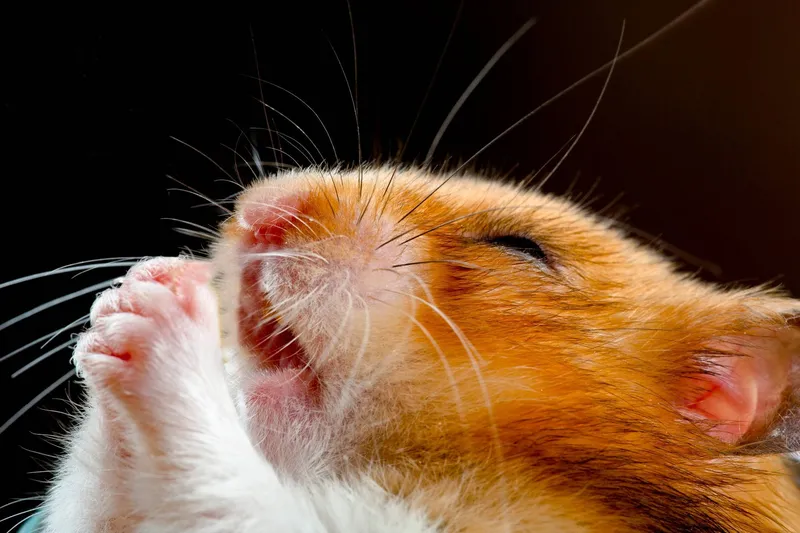 Cười thả ga với meme chuột hamster hài.