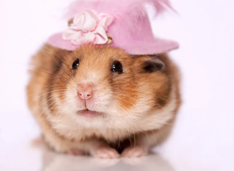 Chuột jerry meme hài hước khiến ai cũng bật cười.