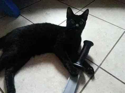 Con mèo cầm dao meme sẽ khiến bạn cười ra nước mắt với biểu cảm ngộ nghĩnh.