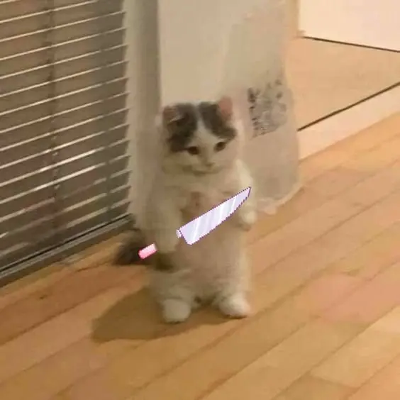 Người que meme cheems mèo cầm phóng lợn cực kỳ dễ thương và vui nhộn.