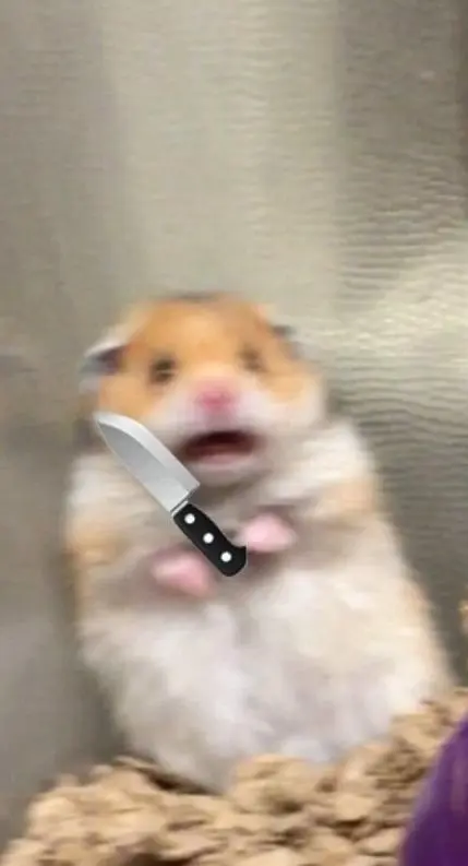 Bông hồng meme mèo cầm hoa là hình ảnh dễ thương khiến ai cũng cảm thấy ấm lòng.