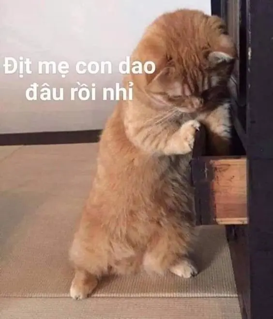 Mèo meme cầm súng tạo ra sự hài hước và dễ thương, chắc chắn khiến bạn thích.