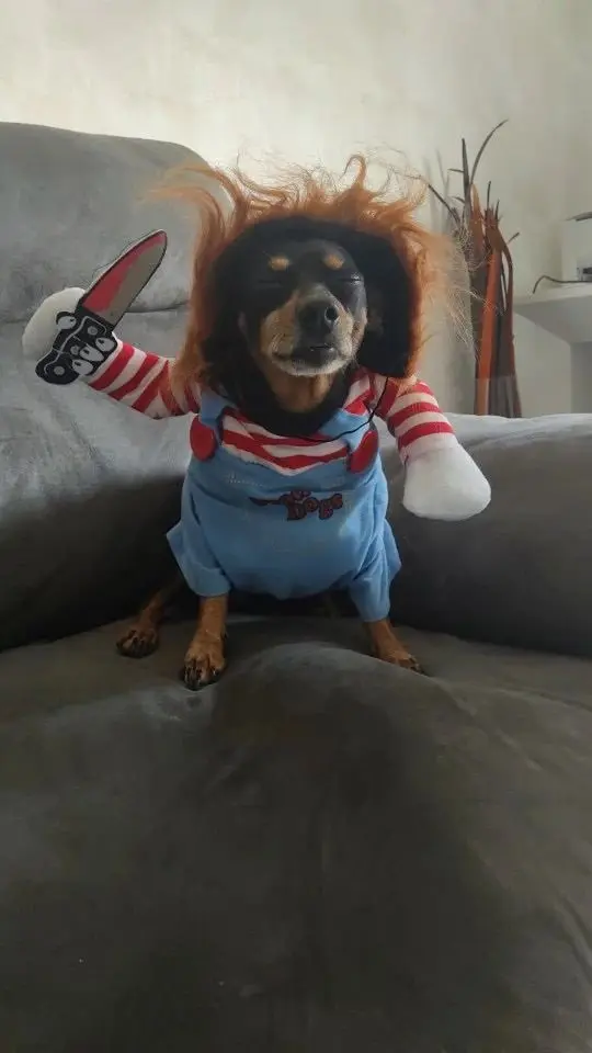 Ảnh meme con mèo cầm súng này sẽ khiến bạn phải yêu thích ngay lập tức.