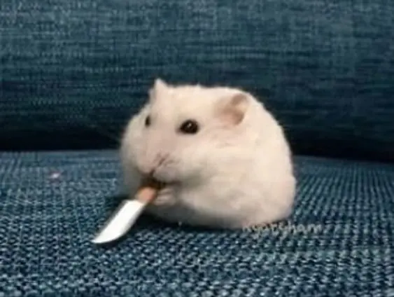 Ảnh cầm súng meme với những hình ảnh vui nhộn và thú vị sẽ khiến bạn phải cười.