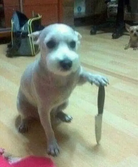 Meme chó cầm súng khiến bạn không thể nhịn cười với những tình huống hài hước.