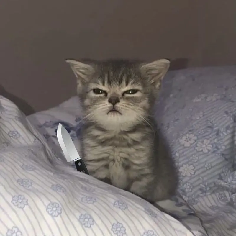 Meme ảnh mèo cầm phóng lợn mang đến giây phút thư giãn với vẻ dễ thương và hài hước.