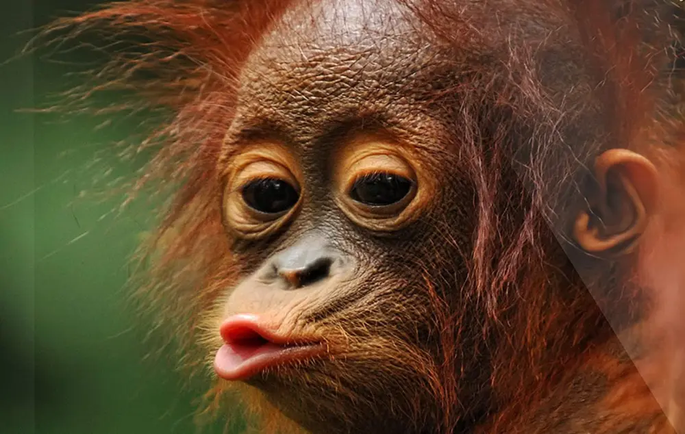 Meme con vịt vàng chu mỏ là lựa chọn hoàn hảo cho bài chế hài.