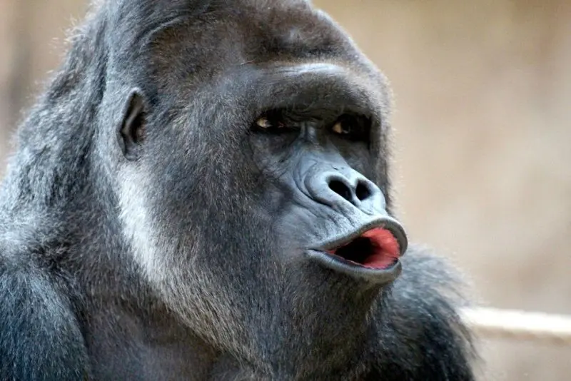 Bạn sẽ không thể nhịn cười với ảnh meme em bé có chữ.