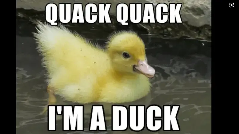 Ảnh vịt meme lan tỏa tiếng cười ngập tràn. Ảnh vịt meme lan tỏa tiếng cười ngập tràn.