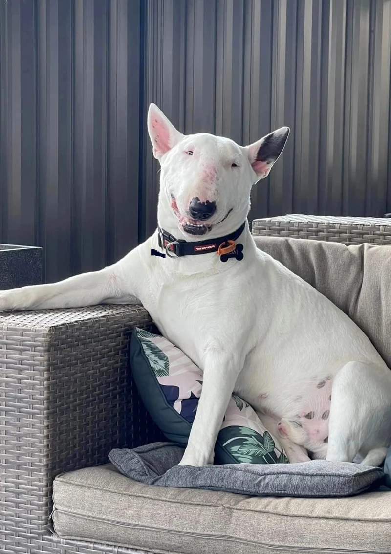 Ảnh meme doge làm người xem không thể nhịn cười.