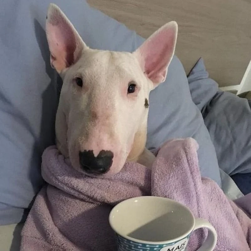 Meme doge Việt Nam mang đậm chất vui nhộn, dễ gần.