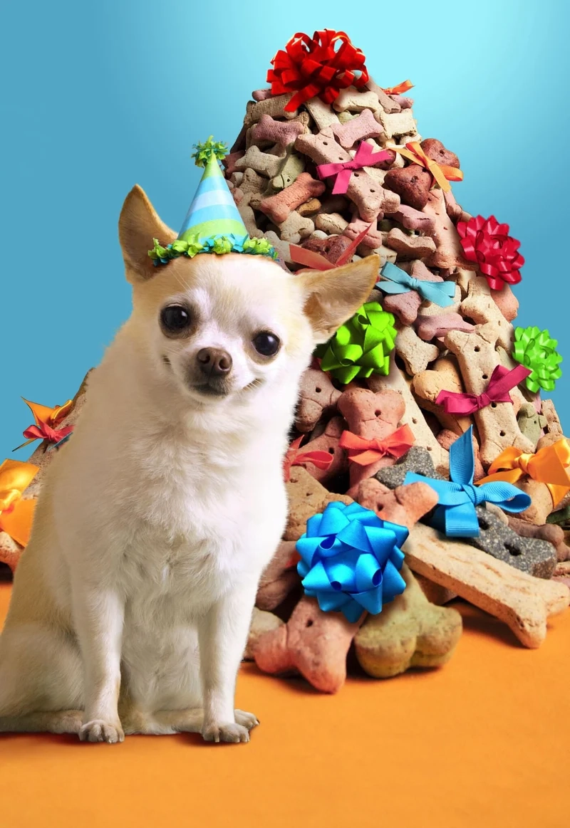 Meme dogs mang đến niềm vui với những chú chó đầy tính cách.