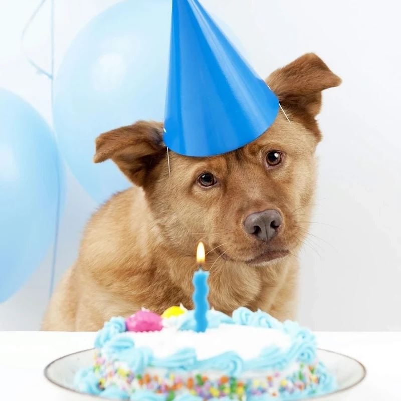 Dog meme png tạo điểm nhấn mạnh mẽ với hình ảnh dễ thương.