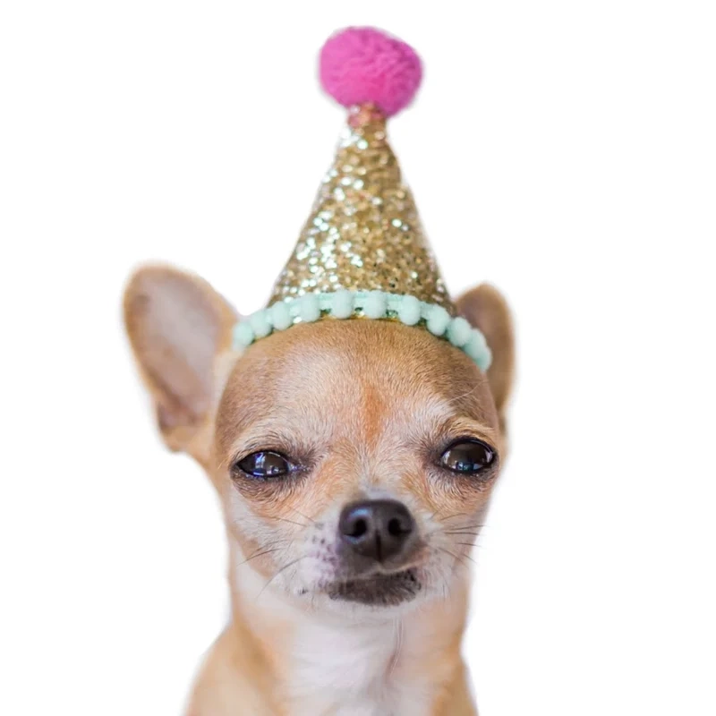 Happy dog meme với nụ cười rạng rỡ khiến mọi người vui vẻ.