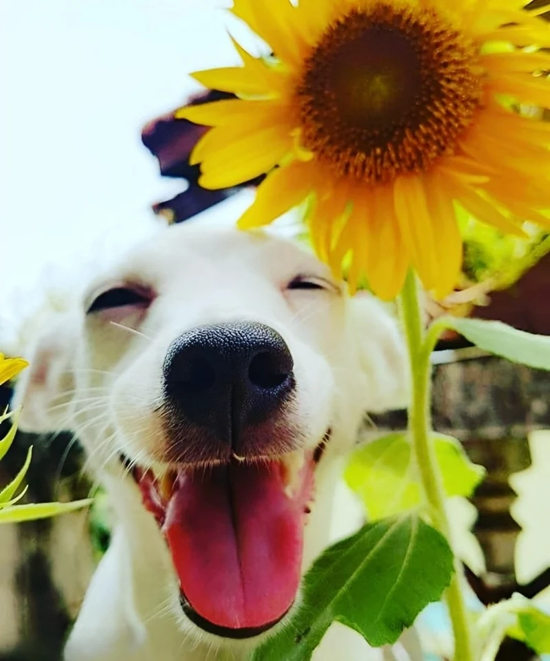 Dog cat meme kết hợp giữa chó và mèo tạo nên những khoảnh khắc vui nhộn.