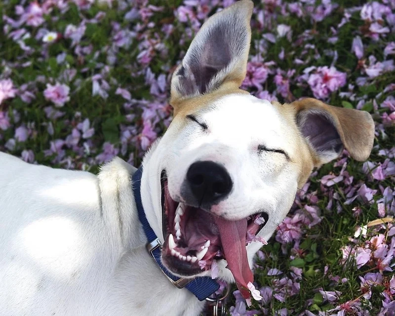 Hình dog meme mang đến những khoảnh khắc vui nhộn không thể bỏ qua.Doge meme funny khiến người xem không thể nhịn được cười với biểu cảm hài hước. 