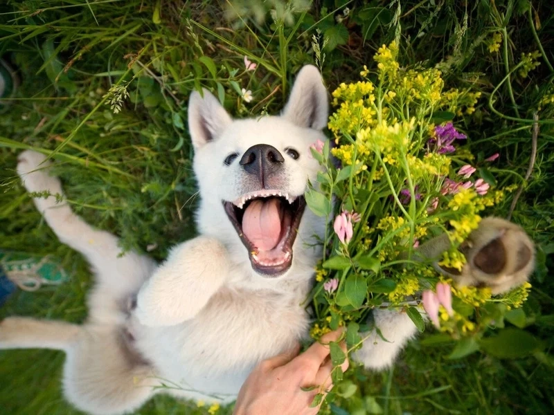 Doge meme 4k với độ phân giải sắc nét và hình ảnh cực kỳ rõ ràng.