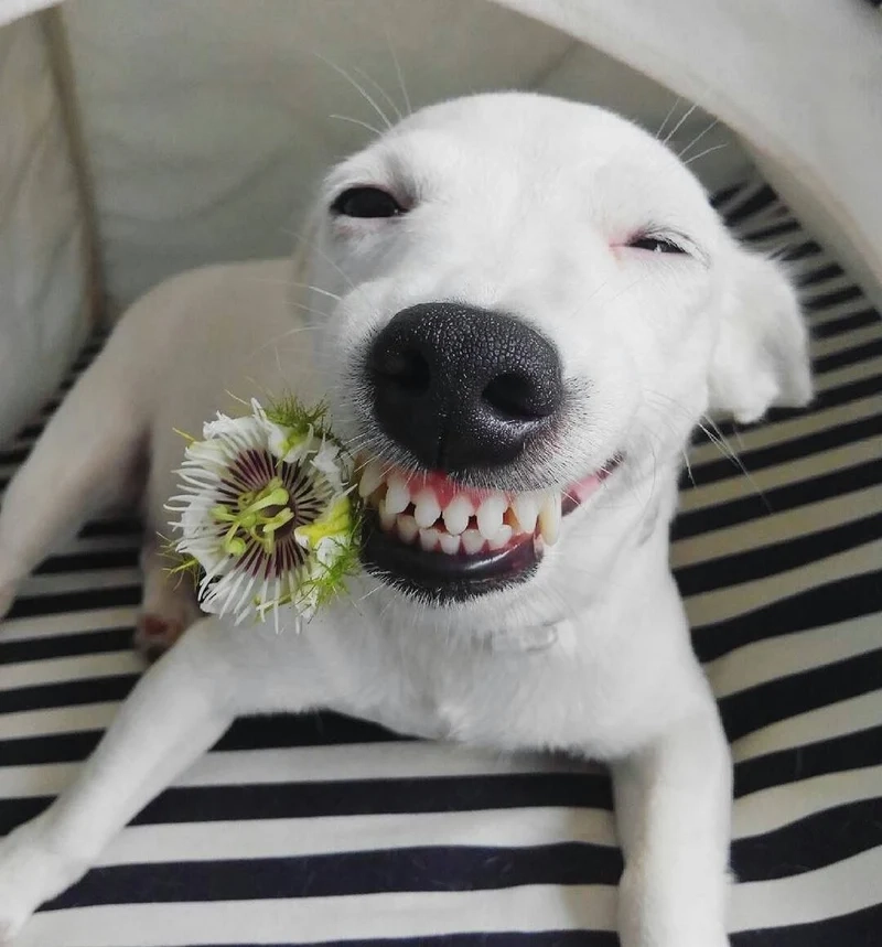 Smile dog meme với nụ cười ngọt ngào, khiến người xem vui vẻ.