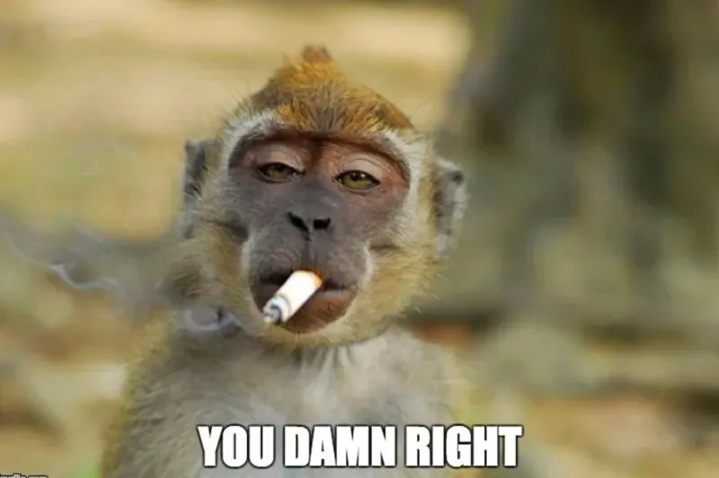 Puppet monkey meme hài hước, làm bừng sáng ngày của bạn.