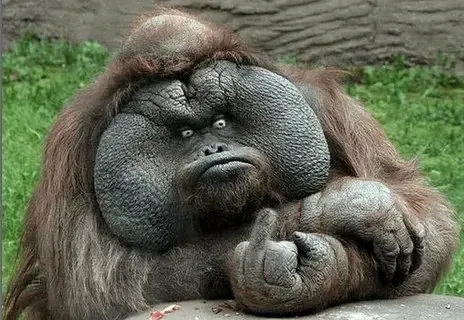 Meme monkey neuron sáng tạo, mang lại tiếng cười bất tận.