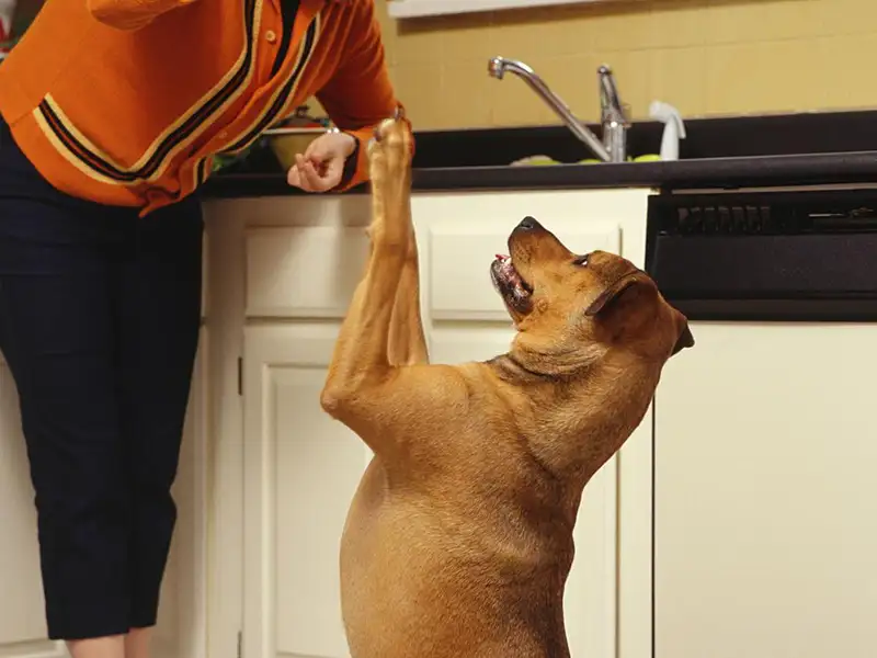 Meme quỳ xuống này mang lại sự hài hước và ngộ nghĩnh không thể bỏ qua.