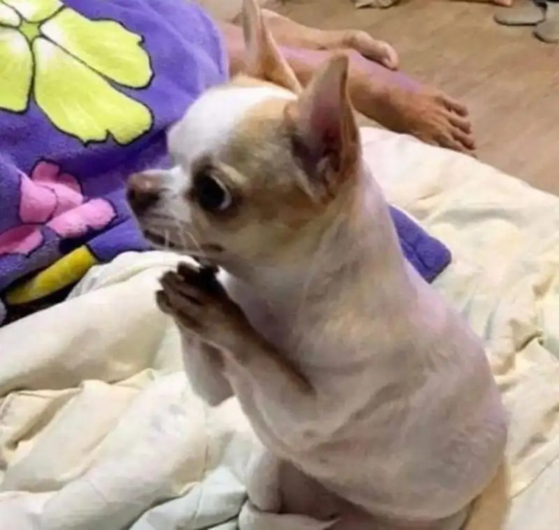 Meme xin nhận 1 lạy này chắc chắn sẽ làm bạn bật cười với sự hài hước của meme.