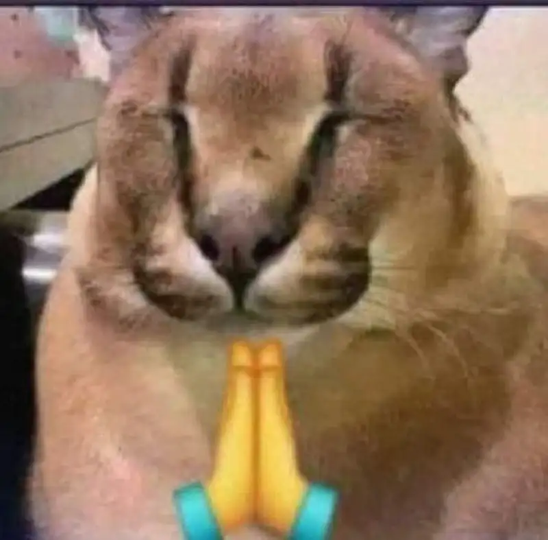 Meme quỳ gối này cực kỳ dễ thương và hài hước, khiến bạn không thể nhịn cười.