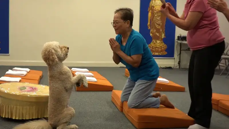 Meme quỳ cầu xin này chắc chắn sẽ khiến bạn phải mỉm cười không ngừng.