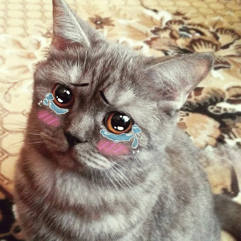 Meme con mèo buồn này chắc chắn sẽ làm bạn phải bật cười với sự ngây ngô của chú mèo.