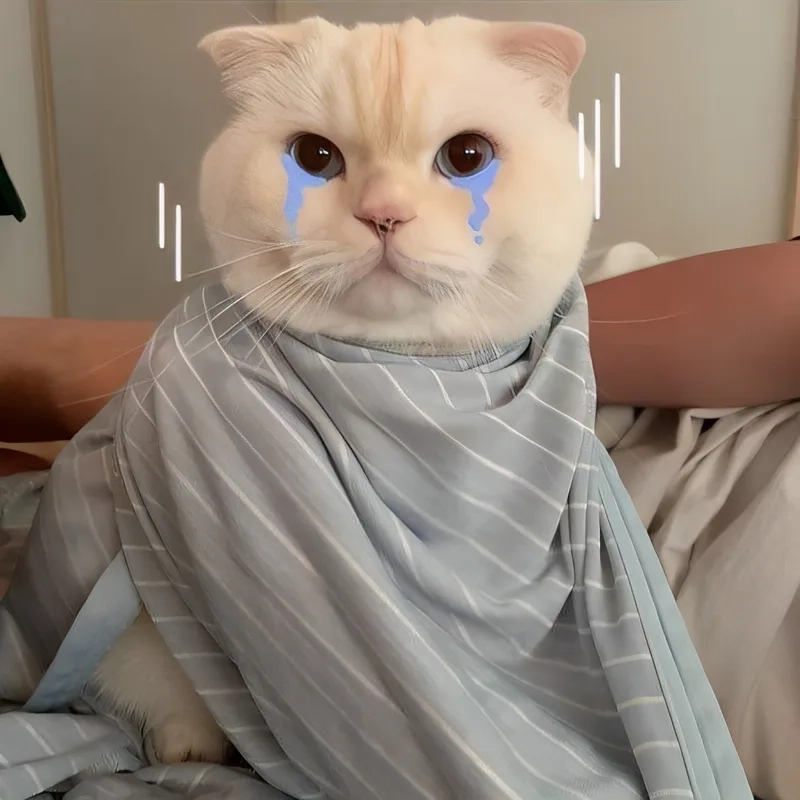 Avatar meme mèo này sẽ làm nổi bật sự dễ thương trong từng biểu cảm.