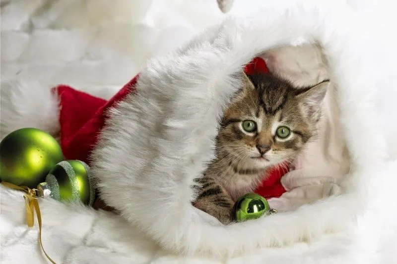 Há miệng meme mèo cười cực kỳ thú vị và vui nhộn.