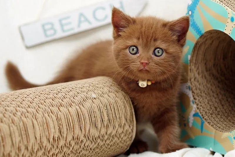 Con mèo cười meme đáng yêu, luôn làm mọi người phải bật cười.