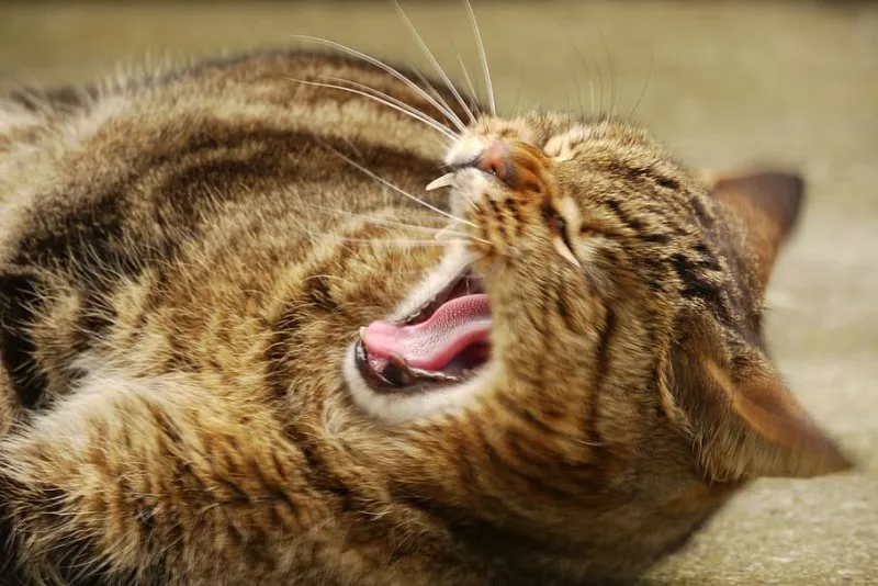 Meme mèo cầm dao hài hước và làm mọi người phải ngạc nhiên.