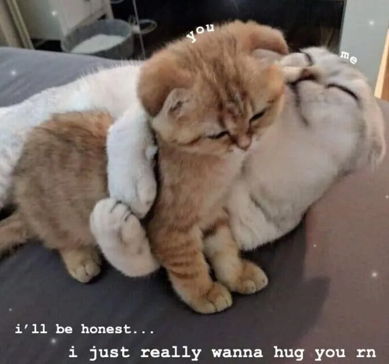 Meme bất ngờ ôm đầu cực kỳ dễ thương và khiến người xem không thể rời mắt. Meme bất ngờ ôm đầu cực kỳ dễ thương và khiến người xem không thể rời mắt.