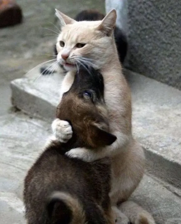 Tôm meme cực kỳ đáng yêu và dễ thương khiến bạn không thể ngừng cười. Tôm meme cực kỳ đáng yêu và dễ thương khiến bạn không thể ngừng cười.