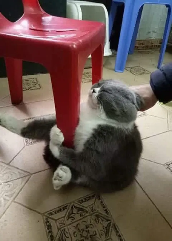 Meme con chó ôm đầu khiến bạn cảm thấy yêu đời với những khoảnh khắc dễ thương. Meme con chó ôm đầu khiến bạn cảm thấy yêu đời với những khoảnh khắc dễ thương.