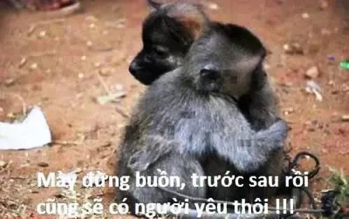 Meme ôm nhau cute là những khoảnh khắc ngọt ngào và đáng yêu khiến bạn vui. Meme ôm nhau cute là những khoảnh khắc ngọt ngào và đáng yêu khiến bạn vui.