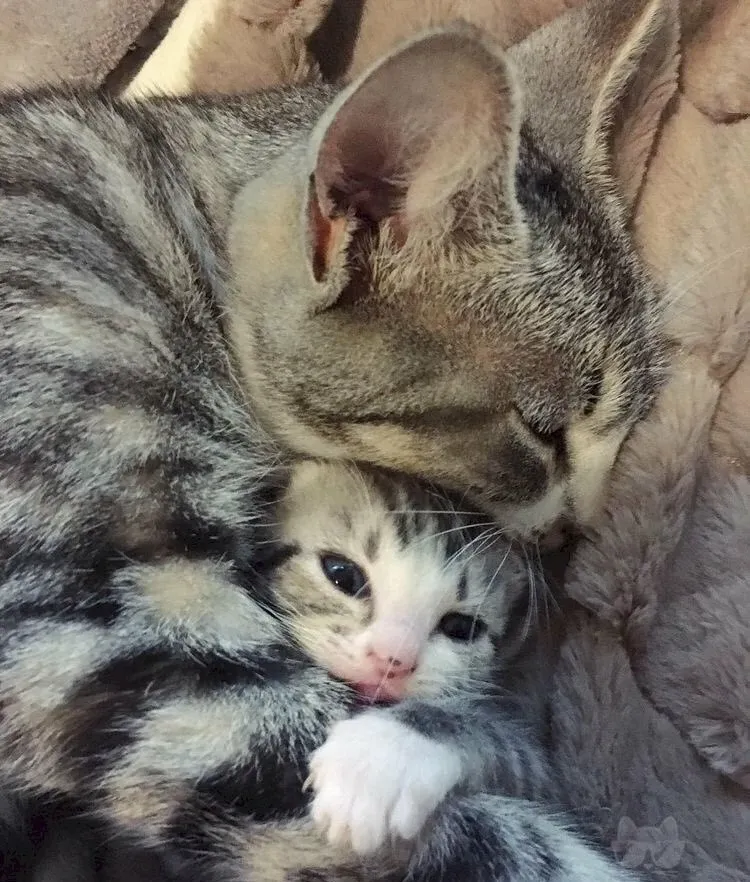 Meme dang tay ôm luôn khiến bạn cảm thấy dễ chịu và gần gũi. Meme dang tay ôm luôn khiến bạn cảm thấy dễ chịu và gần gũi.