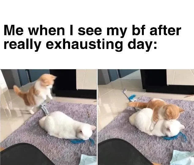 Meme mèo ôm nhau dễ thương đến mức khiến ai cũng muốn ôm ngay. Meme mèo ôm nhau dễ thương đến mức khiến ai cũng muốn ôm ngay.