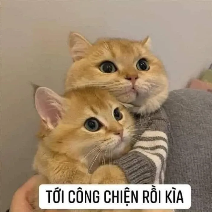 Ôm ôm meme gây cười và dễ thương, đem lại cảm giác ấm áp cho người xem. Ôm ôm meme gây cười và dễ thương, đem lại cảm giác ấm áp cho người xem.