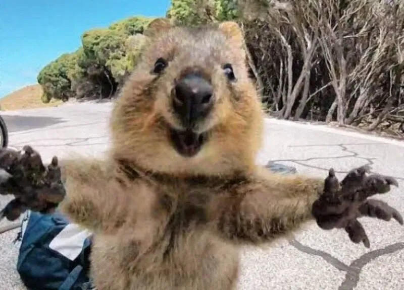 Ảnh meme ôm mang lại cảm giác thân thương, đáng yêu cho mọi người. Ảnh meme ôm mang lại cảm giác thân thương, đáng yêu cho mọi người.