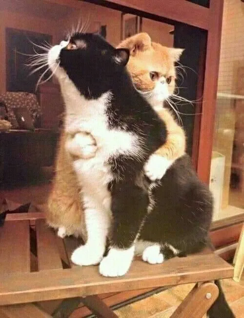 Meme mèo ôm đầu sẽ làm bạn bật cười với biểu cảm ngộ nghĩnh của chú mèo. Meme mèo ôm đầu sẽ làm bạn bật cười với biểu cảm ngộ nghĩnh của chú mèo.