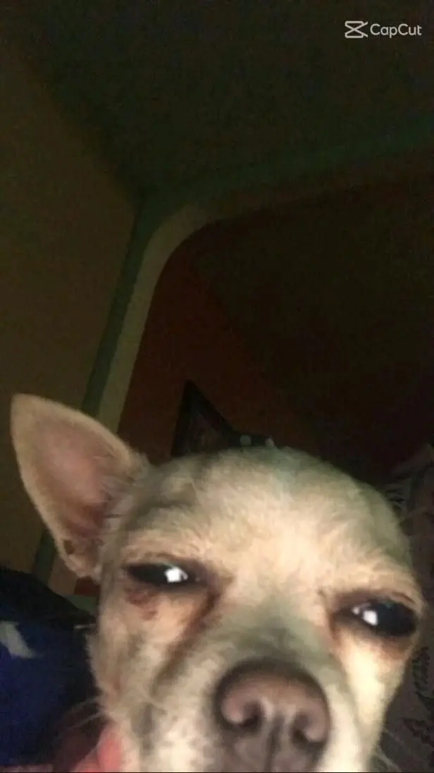 Thả sad nhưng cười meme mang đến một cảm giác mâu thuẫn thú vị.