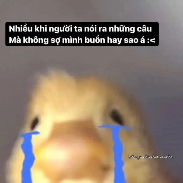 Cat meme sad khiến bạn không thể không đồng cảm với chú mèo đáng thương.