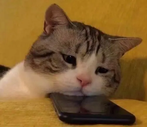 Meme cười thả sad này thể hiện sự lạc quan trong lúc buồn bã.