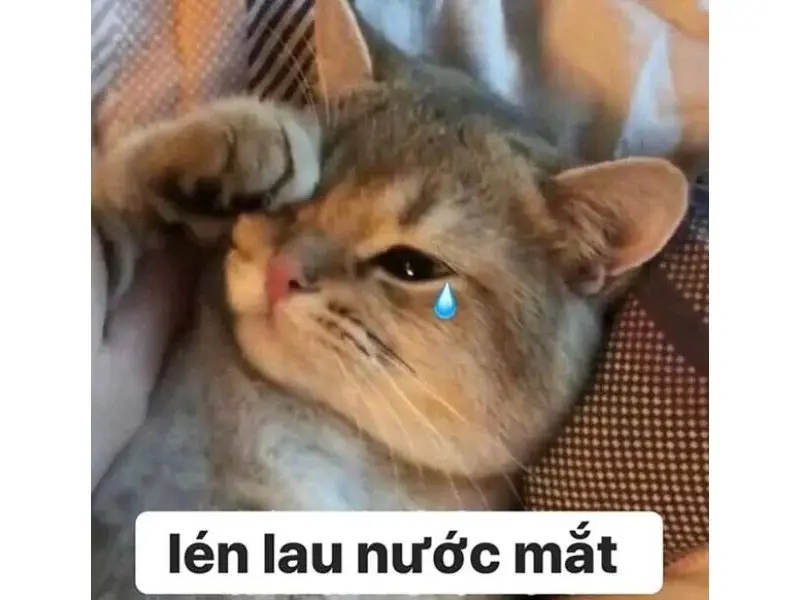 Ảnh sad boy meme này cho thấy một sự cô đơn khó diễn tả bằng lời.
