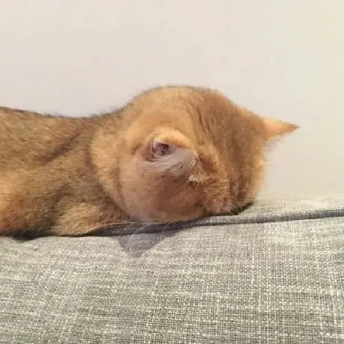 Meme sad face này gây ấn tượng với biểu cảm buồn bã, khiến bạn suy ngẫm.