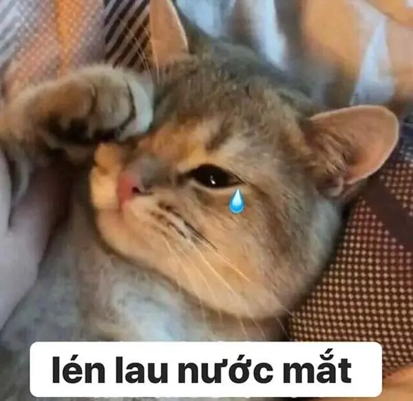 Tom sad meme này khiến bạn cảm thấy thương xót cho chú mèo Tom đáng yêu.