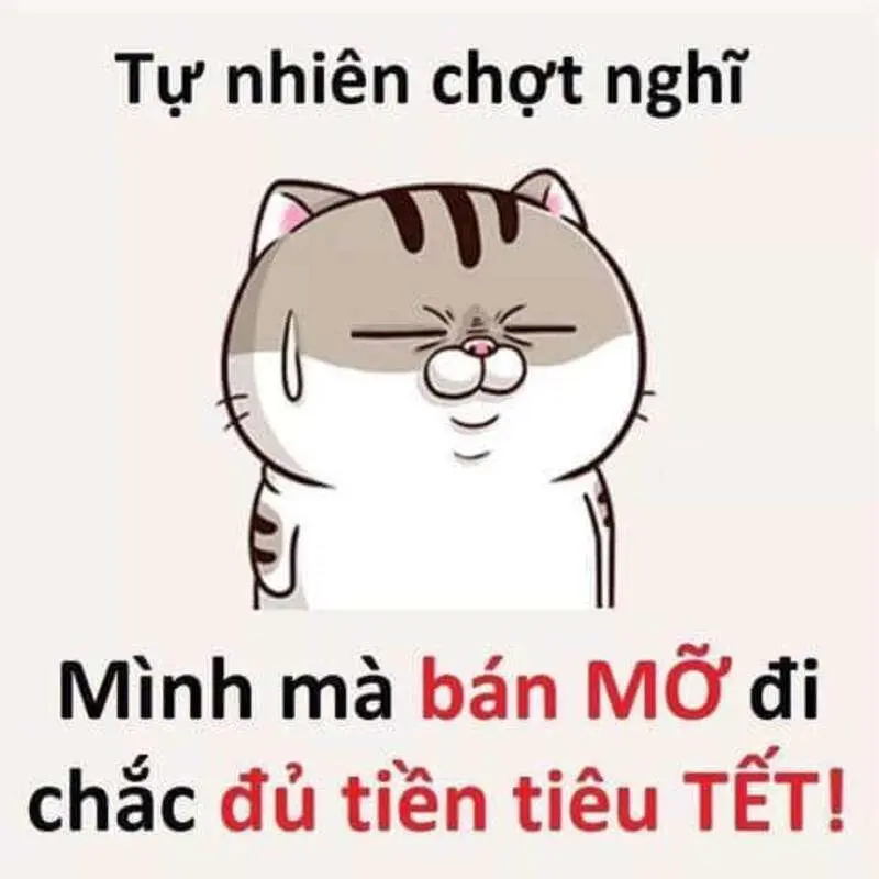 Avt mèo tết meme vui nhộn, tạo nên bức ảnh avatar thú vị cho Tết.